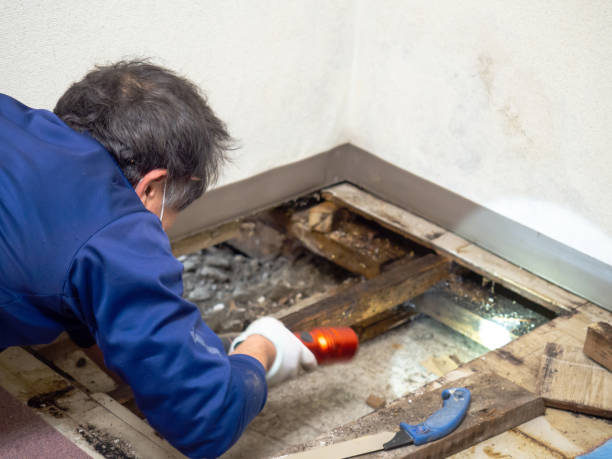 Best Certified Mold Removal  in Marshall, MI
