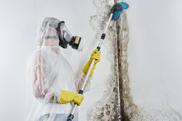 Best Local Mold Removal Service  in Marshall, MI