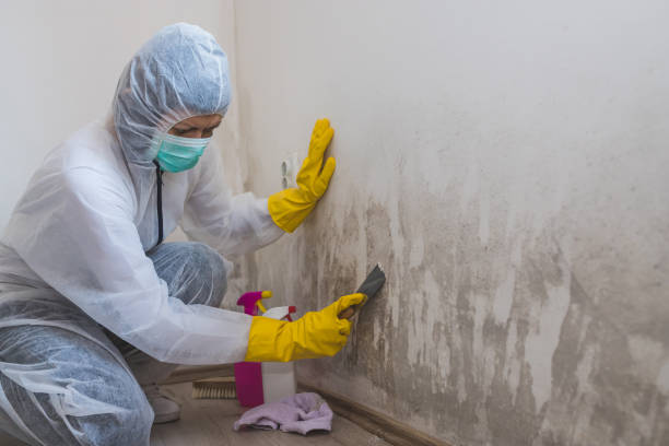 Best Mold Remediation  in Marshall, MI