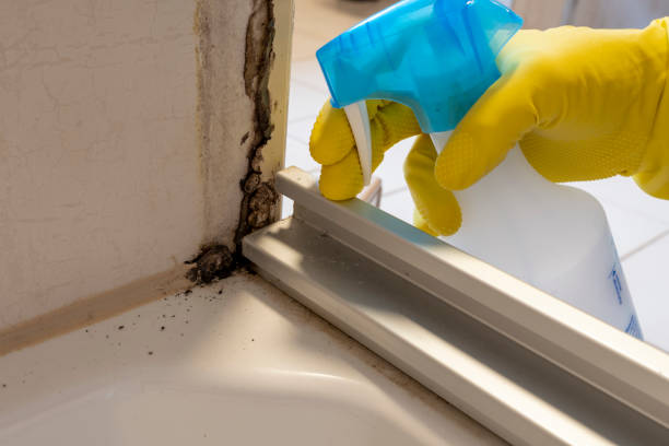 Best Water Damage Restoration  in Marshall, MI
