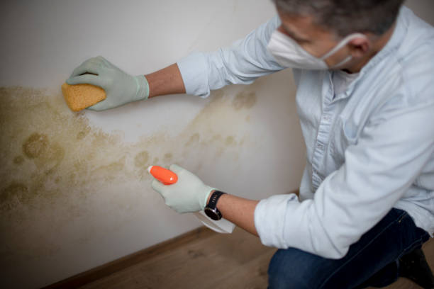 Certified Mold Removal in Marshall, MI