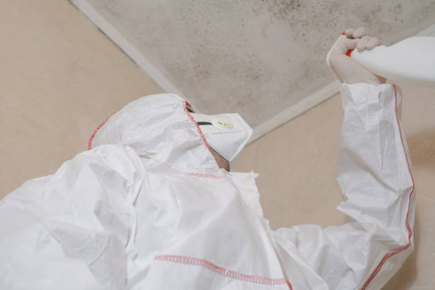 Best Same-Day Mold Removal  in Marshall, MI