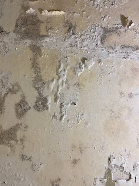 Best Mold Testing  in Marshall, MI