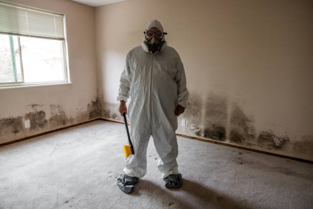 Attic Mold Removal in Marshall, MI