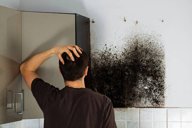 Best Mold Removal Near Me  in Marshall, MI